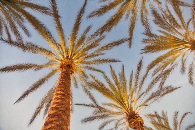 California trees.